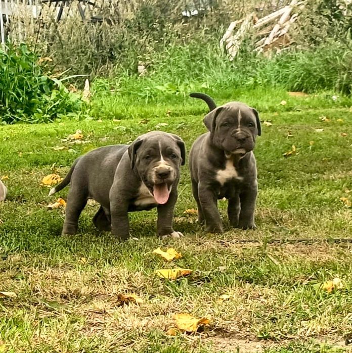 Szczeniaki bandog - cane corso dog argentyński mastino presa tosa