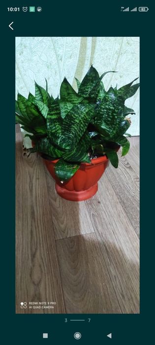 Сансевиерия или Тёщин язык цветок