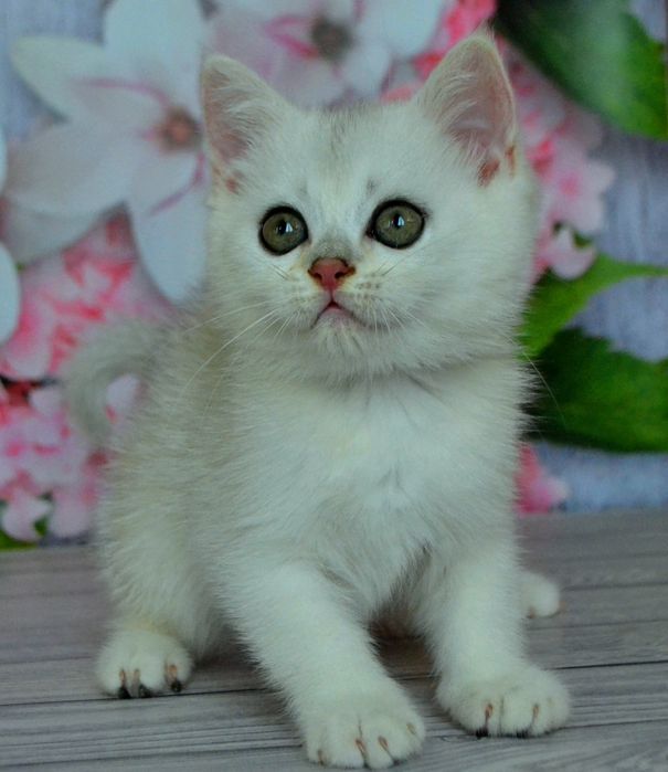 Милашные серебристые шиншиллы