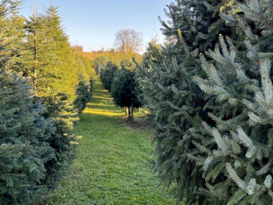 Plantacja choinek - sprzedaż hurtowa detaliczna jodła świerk producent