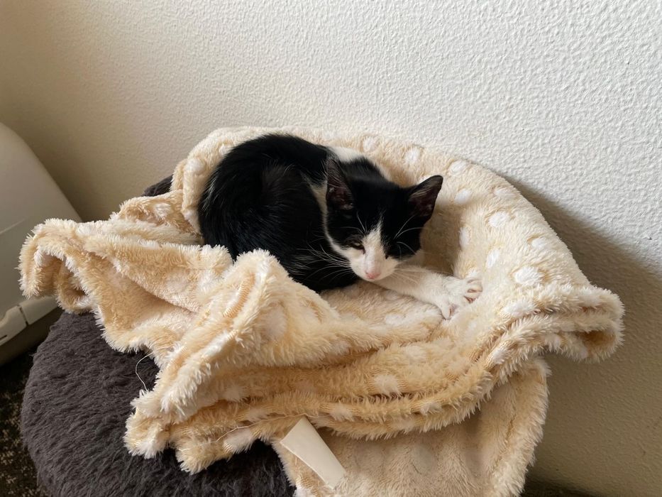 Gatinho para adoção