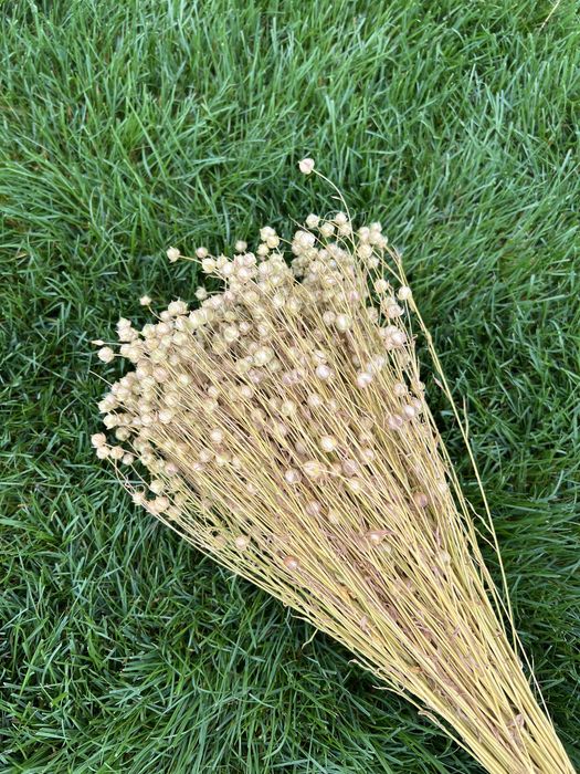 Сухрцвіти, льон, жито, пшениця, овес, фаляріс, нігела, просо