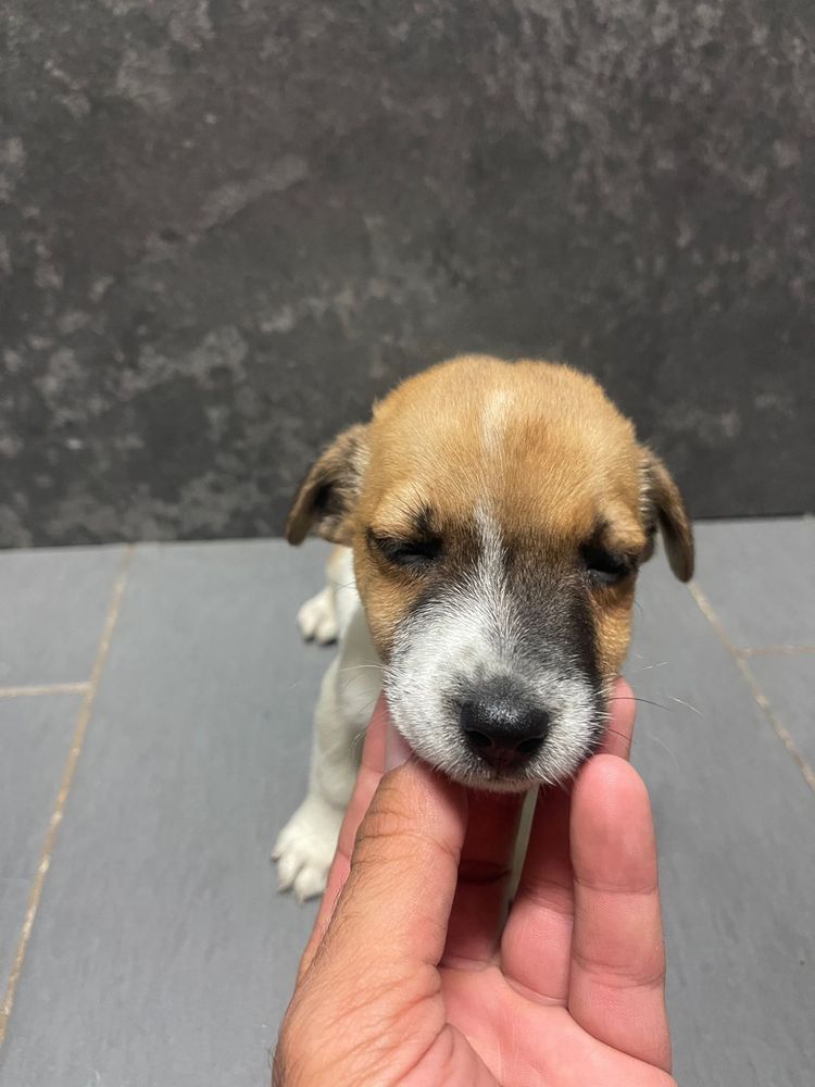 Jack Russel Terrier Macho