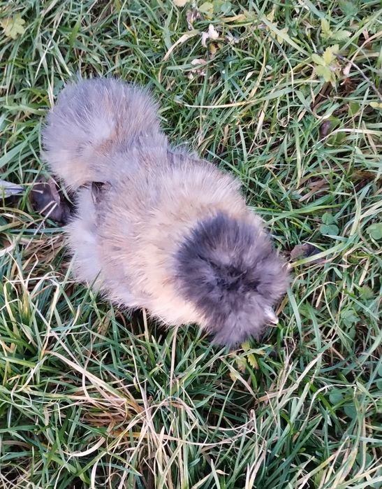 Same Kury. Kura silki Silka.