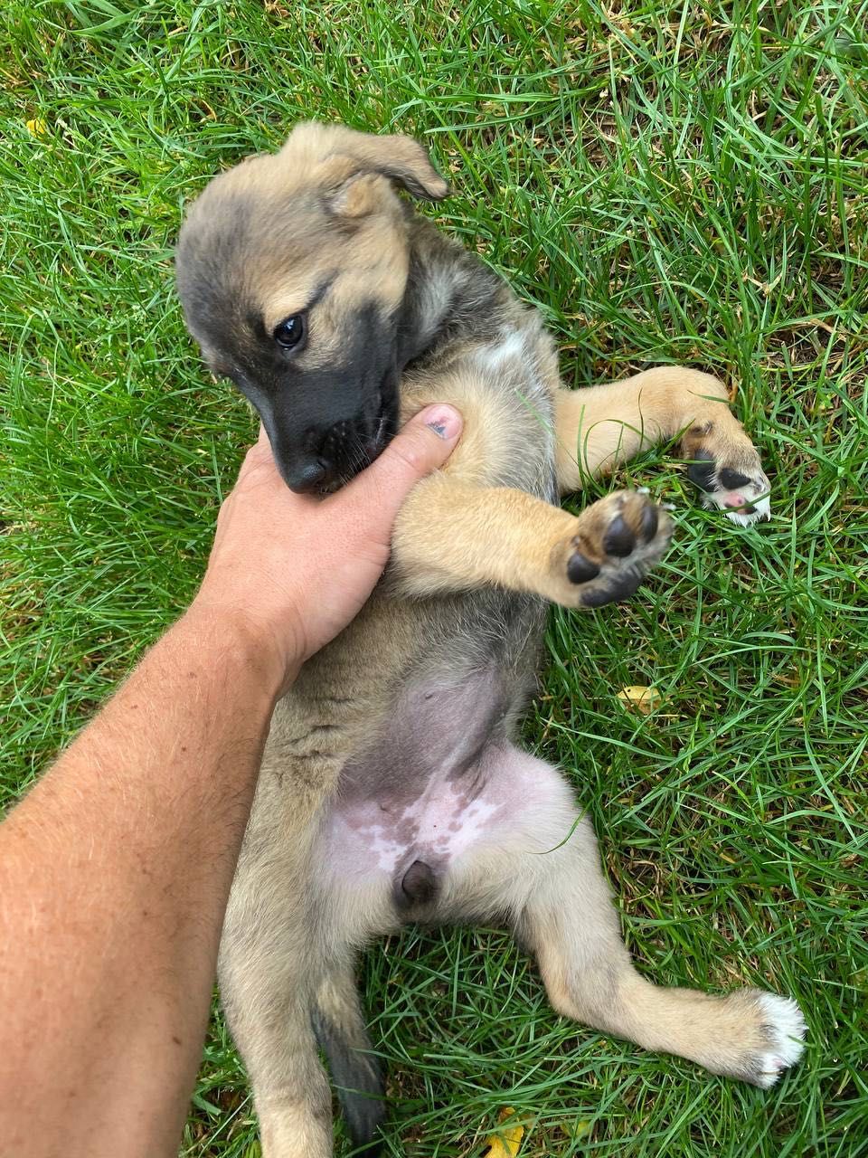 Pies do adopcji. Szczeniętę , jedna suczka