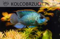 Akara ELECTRIC BLUE - Acara - dowozimy, wysyłamy