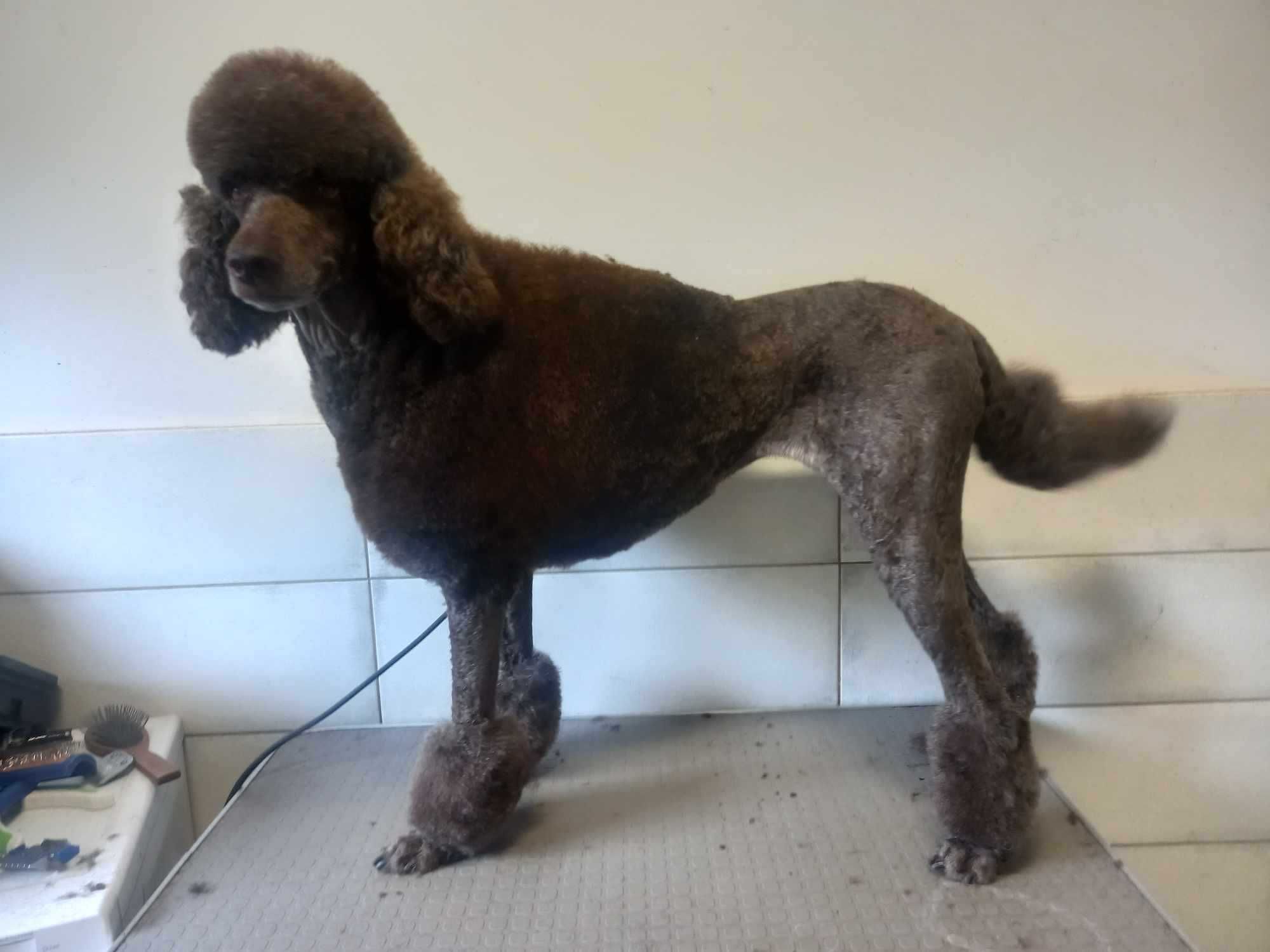 Groomer- psi fryzjer strzyzenie pielęgnacja dla psów i kotów
