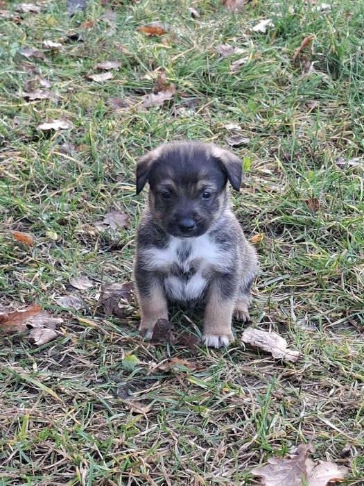 Oddam pieski w dobre ręce :)