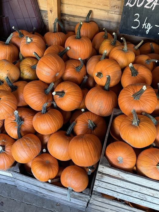 Sprzedam dynie halloween, bambino, lunga di napoli