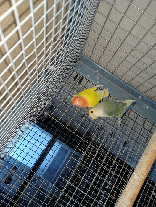 Casais agaponis ano 2025