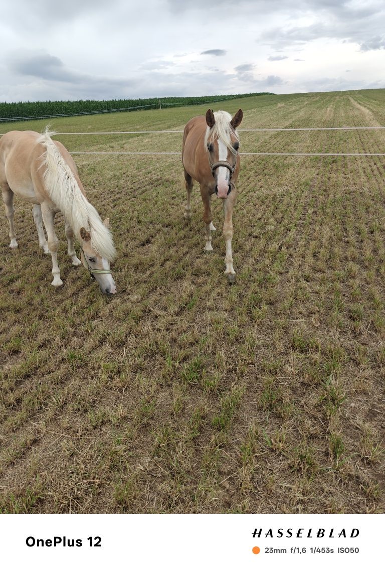 Klaczka i ogierek haflinger