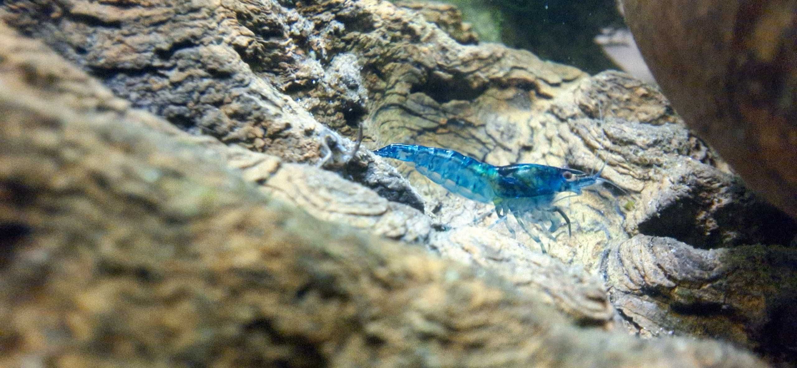 Krewetki miniaturowe Blue Velvet Neocaridina