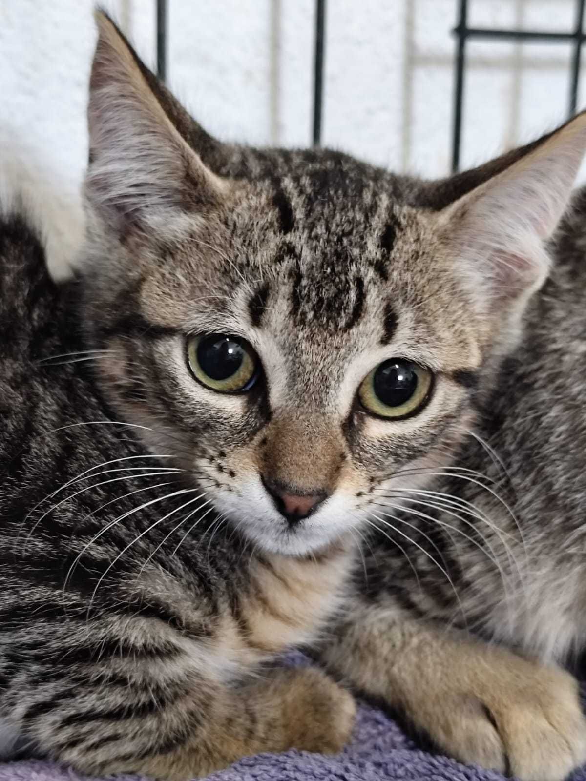 3 GATINHAS DISPONÍVEIS