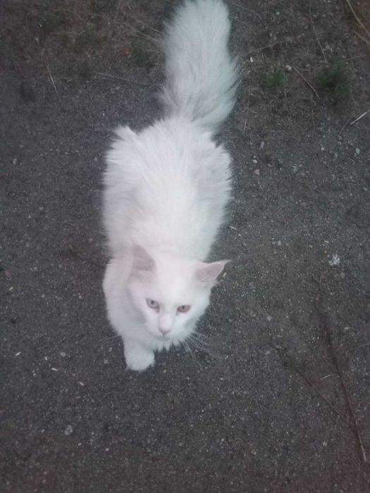 ПРОПАВ КІТ КРЕМЕНЧУК! винагорода $ тому хто знайде