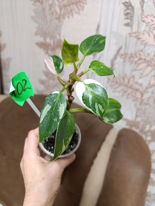 філодендрон Біла принцеса триколор