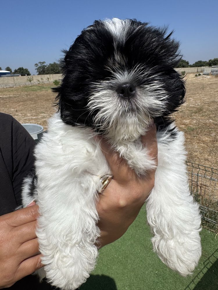 Shih-Tzu Bebé maravilhosos