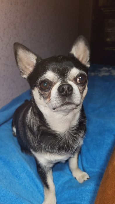 Породистый парень Чихуахуа  ищет невесту , вязка