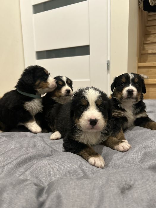 Berneński pies pasterski do rezerwacji