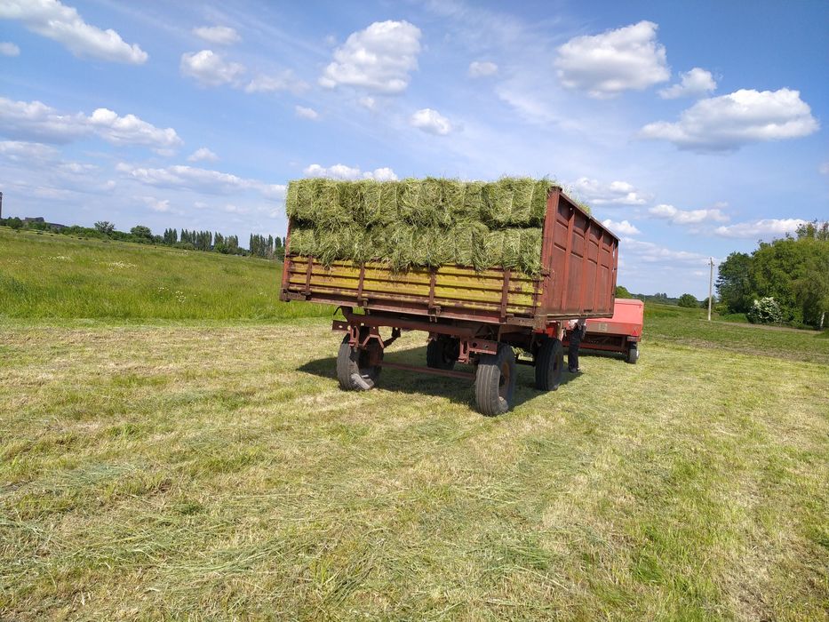 Продам тюки сіна 75 грн