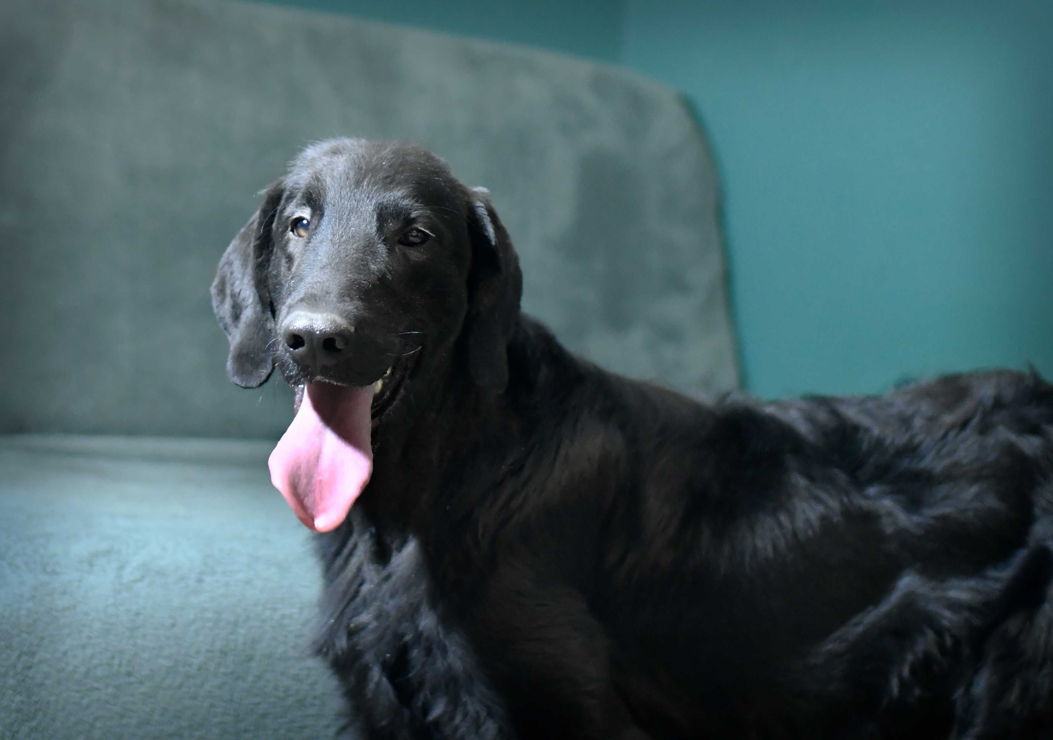 Flat-Coated Retriever czarny piesek-adopcja