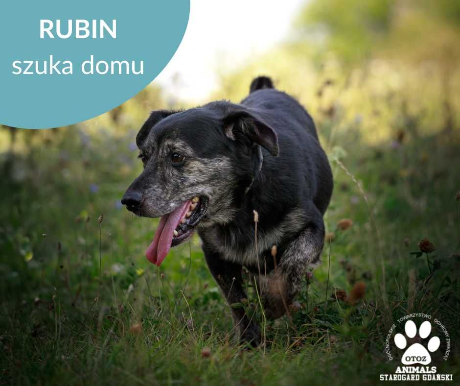 Psiak Rubin szuka domu!