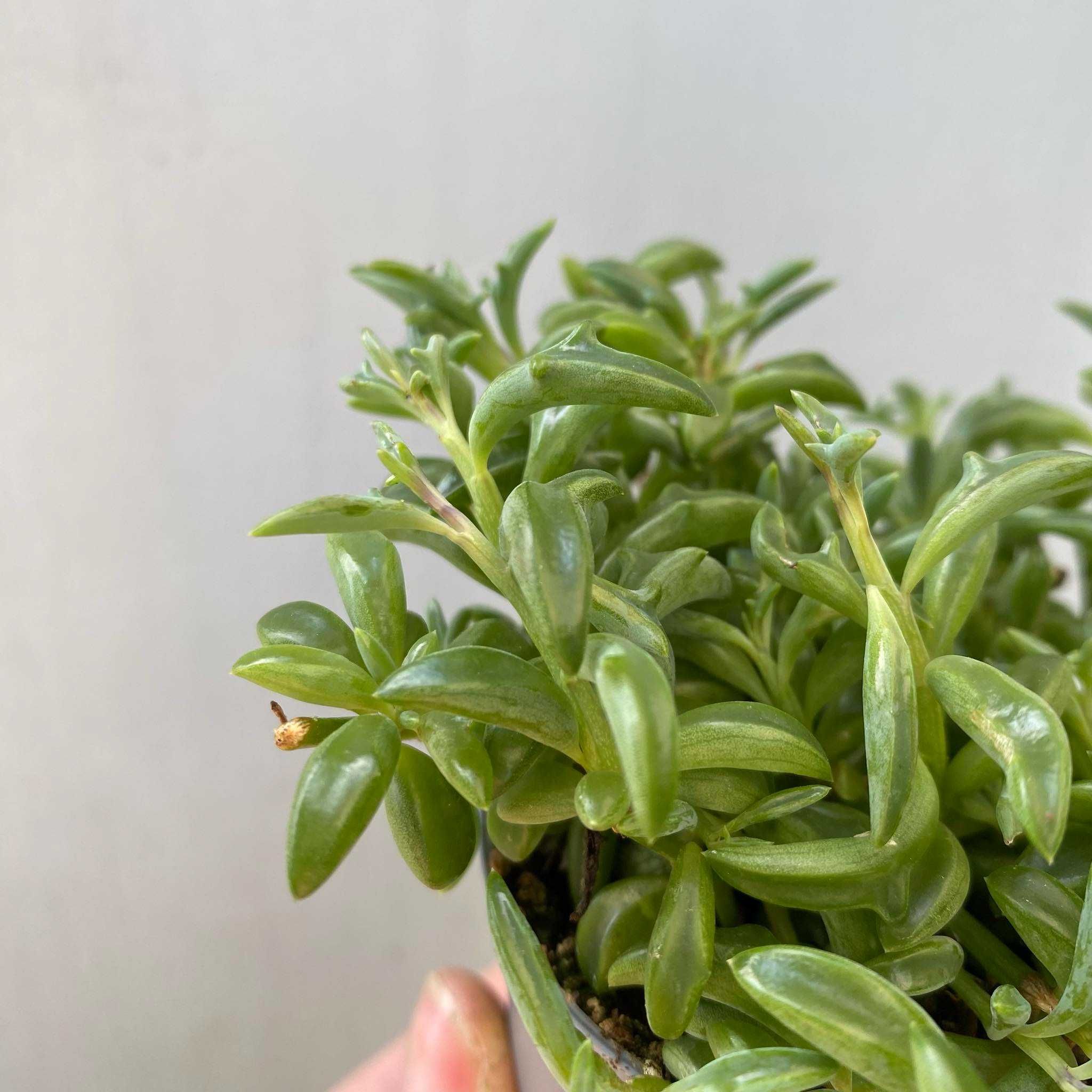 Senecio Peregrinus Starzec Delfinek