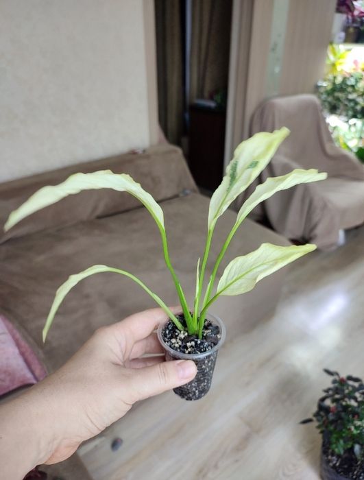 Спатіфілум Даймонд, драцена