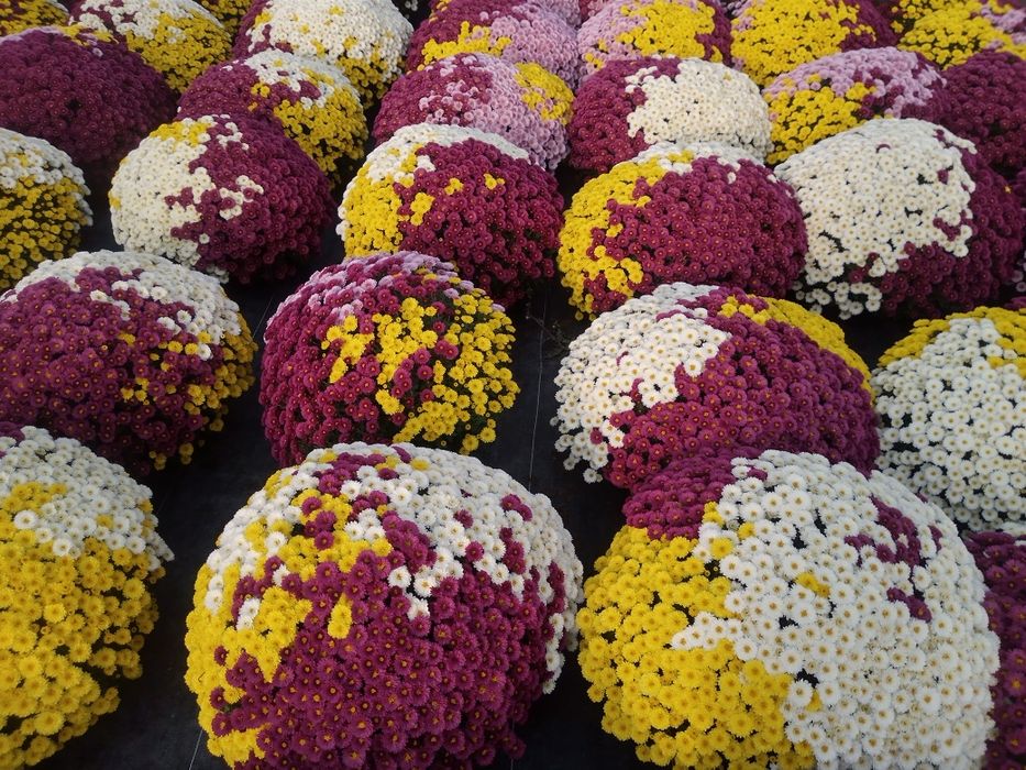 Chryzantemy hurt Kielce