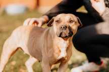 Suri - American Pit Bull Terrier - poleca się do adopcji!!!