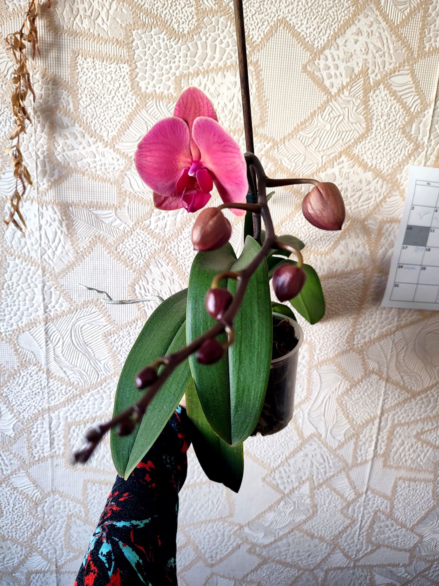Орхідея Asian Coral