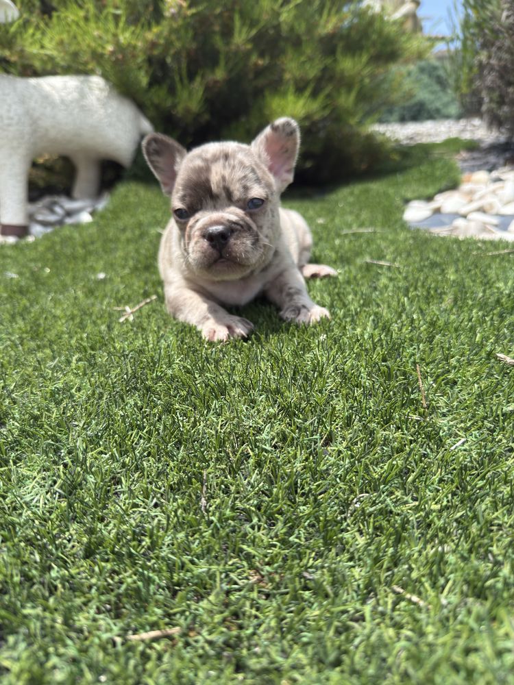 Bulldog francês blus merle