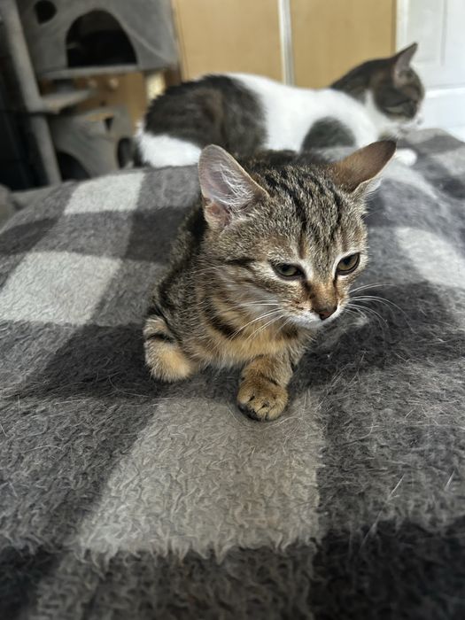 Ostoja mruczków kotka Lexi do adopcji