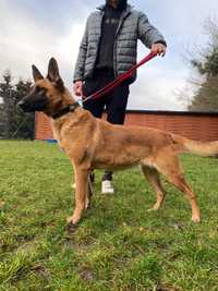 Owczarek belgijski do adopcji