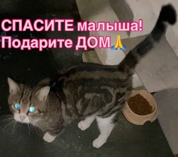 Отдам даром в добрые руки котика бенгальского окраса