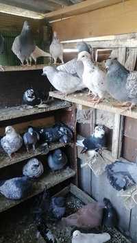 Продам декоративні голуби