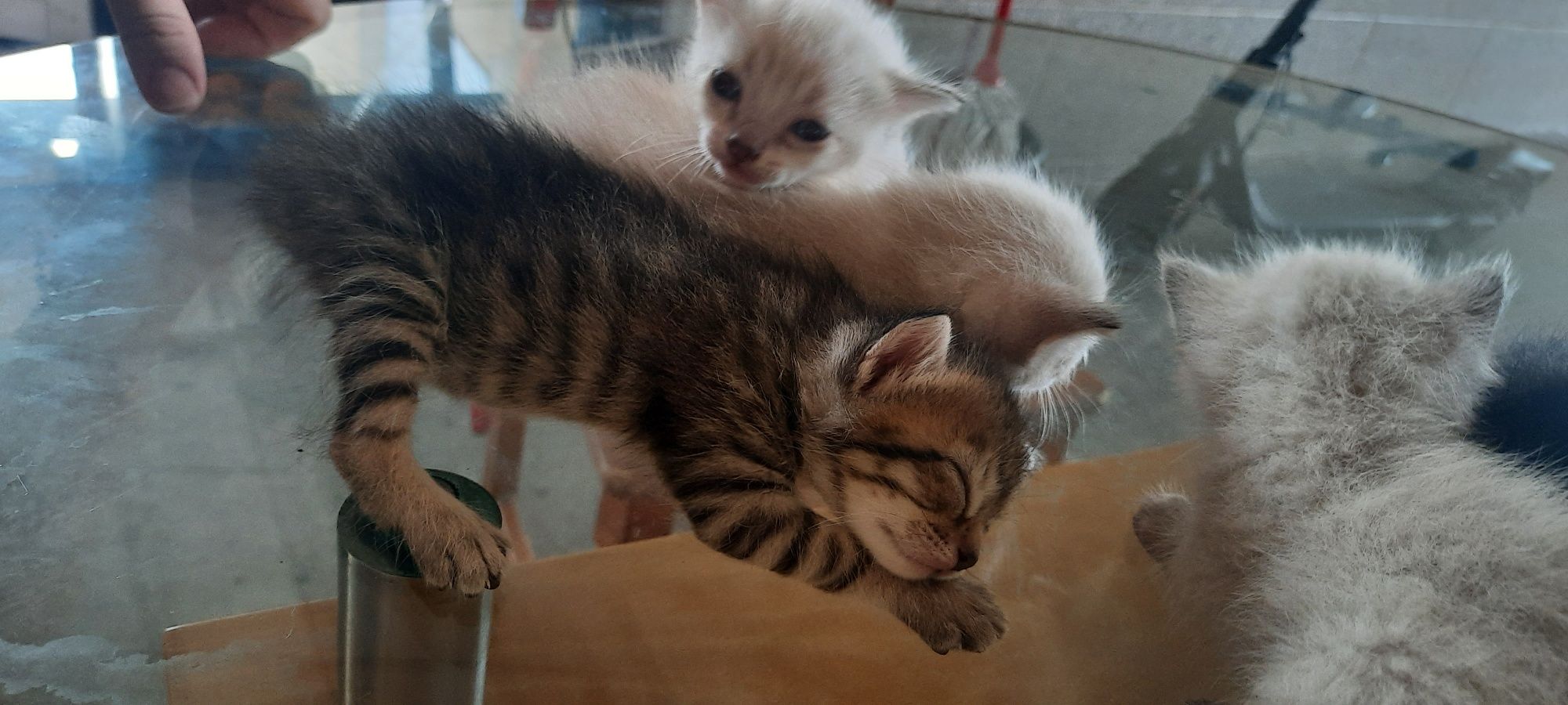 Gatinhos bebés para adoção