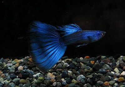 Guppys moscow blue