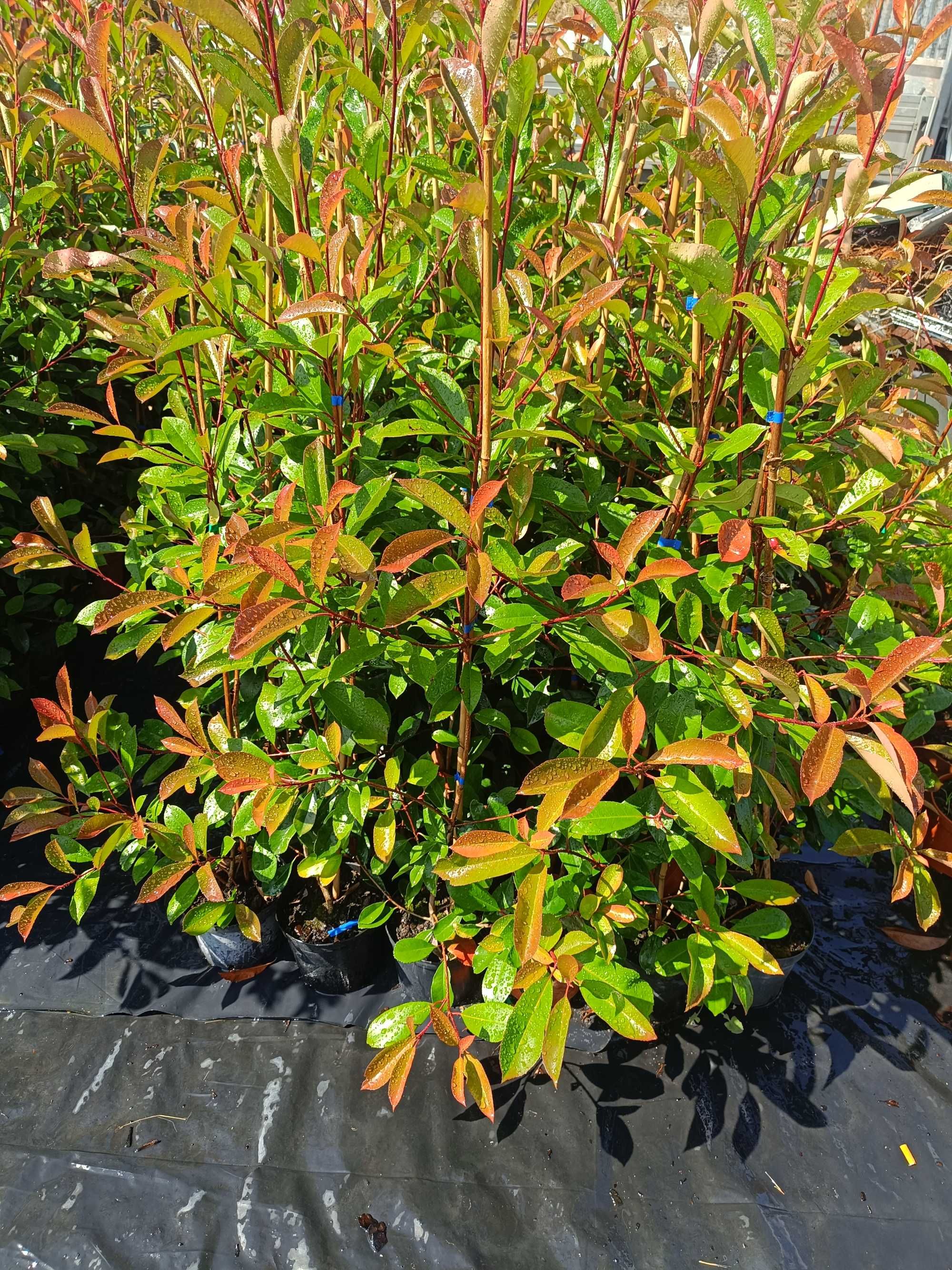 Photinia/ fotinia para jardim