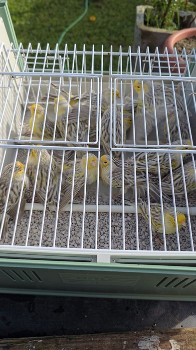 Canários Ágata topázio amarelo mosaico