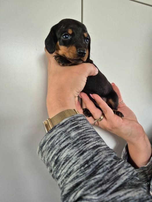 Jamnik krótkowłosy po miniaturce z rodowodem