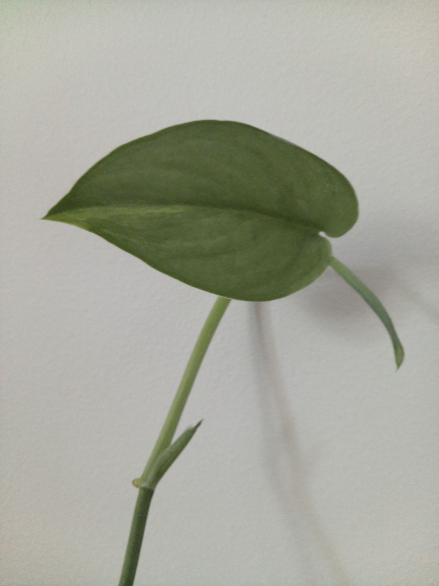 Scindapsus Jade Satin Aurea
