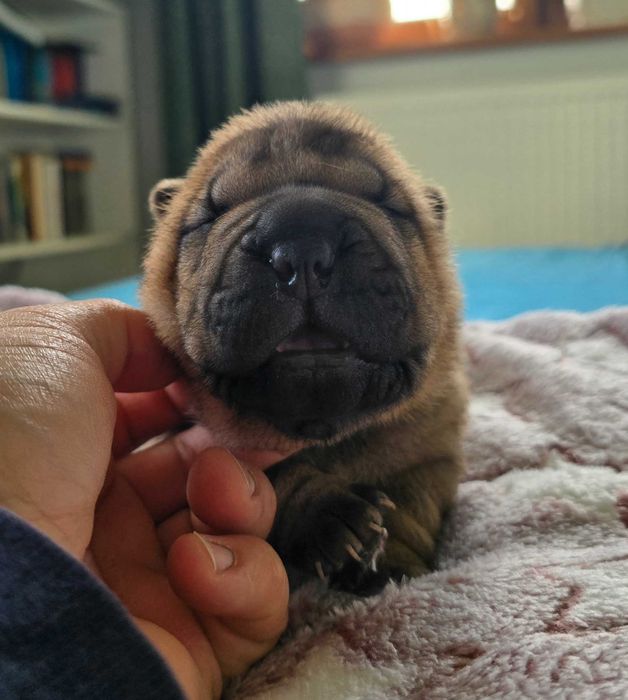 Shar Pei piesek, umaszczenie czerwone, ZKwP / FCI