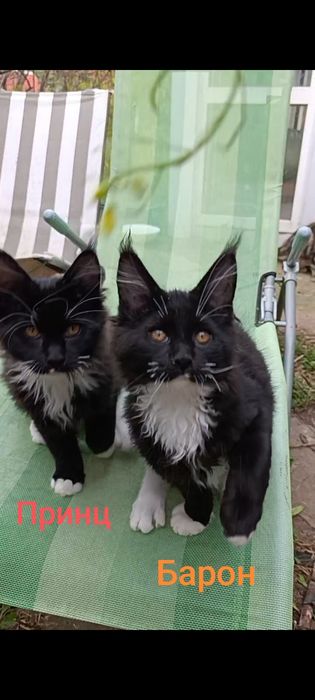 Кошенята мейн кун, продаж