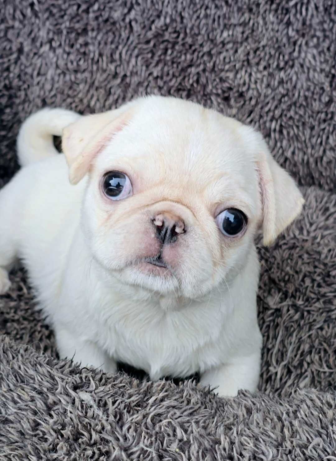 Pug Carlin Fêmea