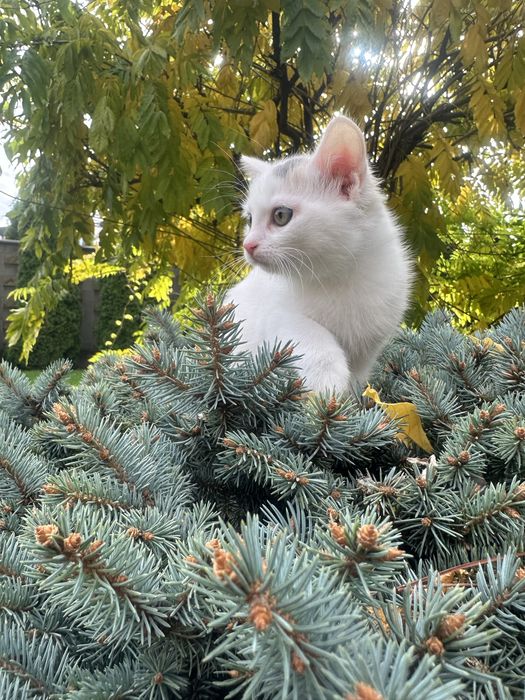 Подарую миленьких котиків, щоб приносили вам радість