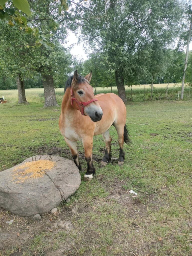 Klacz zimnokrwista