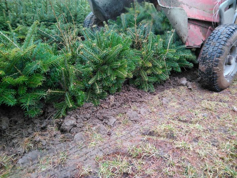 Jodła kaukaska 2/1 2/2 Jodła kaukaska, jodła Nordmanna na choinki