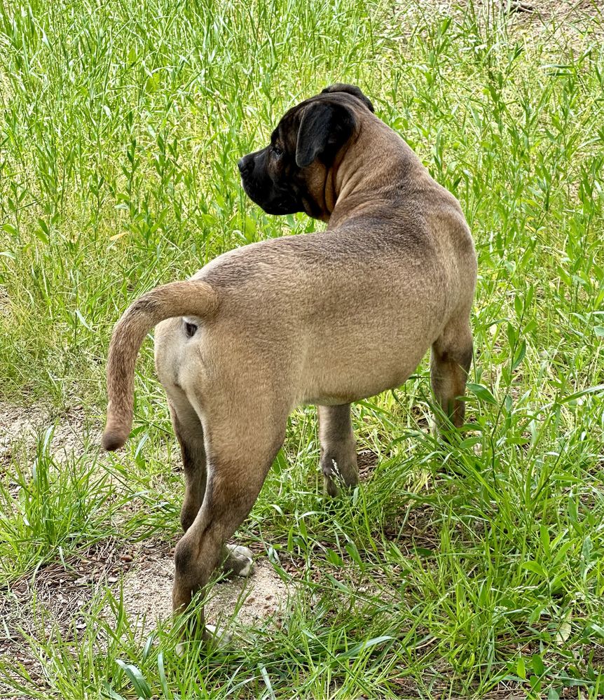 Cane corso italiano