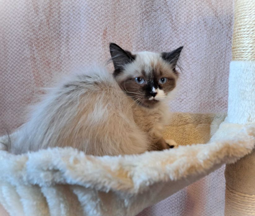 Kocurek Neva Masquerade – żółta obróżka, Nacho