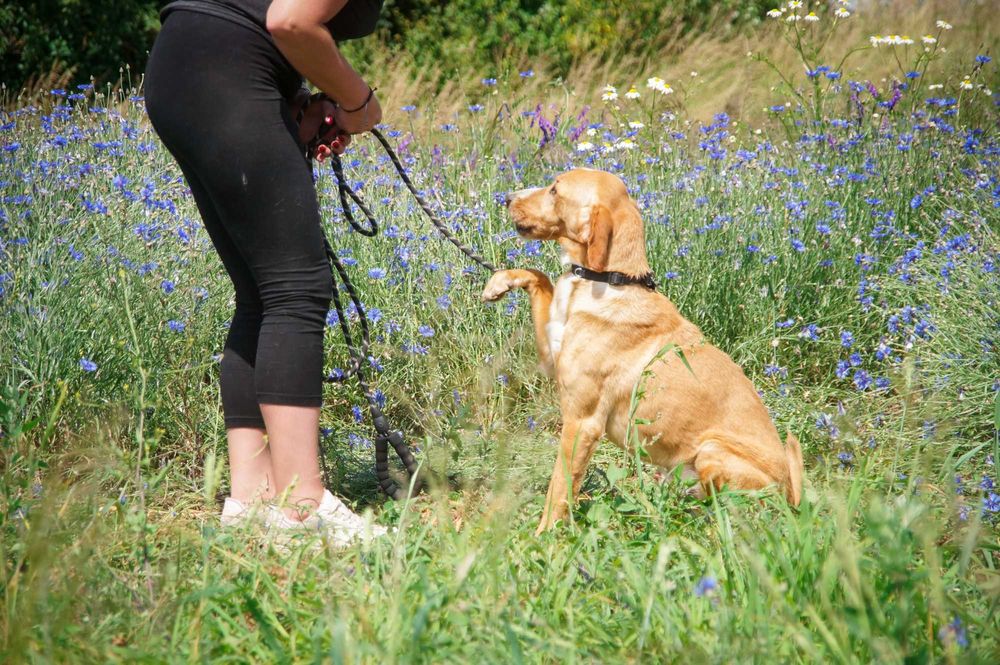 Pluto - piękny i wymagający psiak do pokochania.